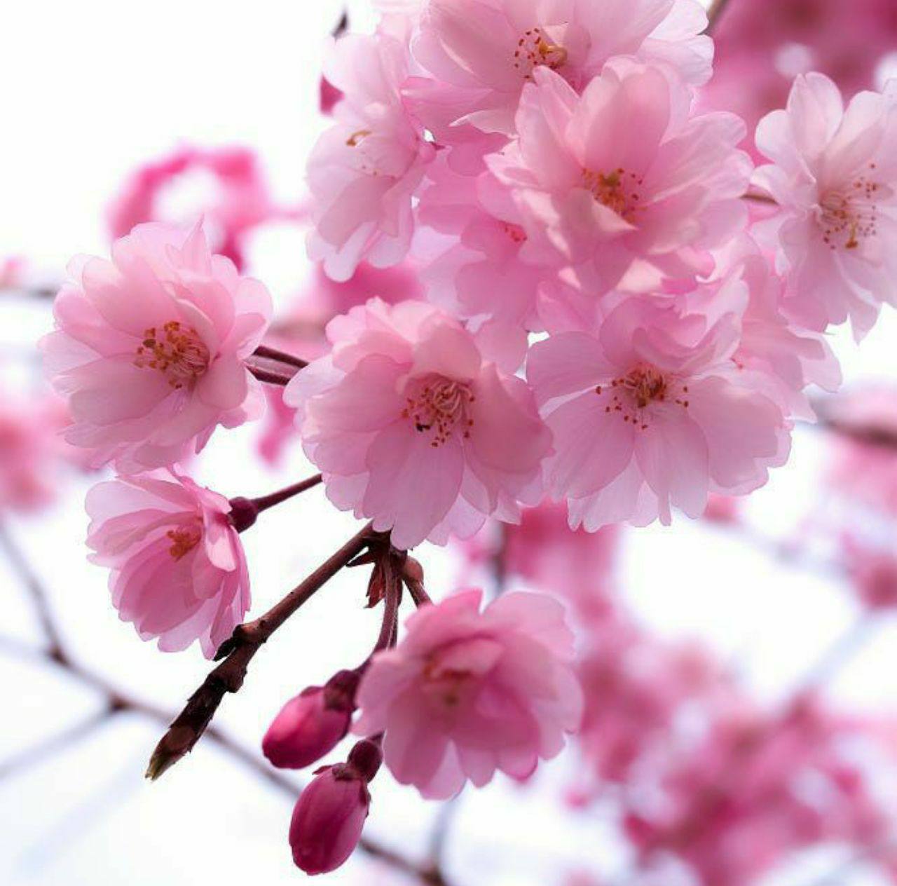 🌸Bugun tunda kelarmish bahor...

🍃Derazangdan moʻralab asta,
Gul yuzingdan boʻlib...